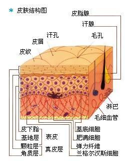 天气原因 秋冬季节,寒冷干燥,人体皮脂腺,汗腺分泌的皮脂及汗液减少