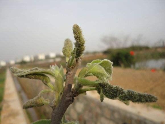 这个有人答过了.不说了. 7,构桃.构树的花芽.采摘了可以蒸熟凉拌.