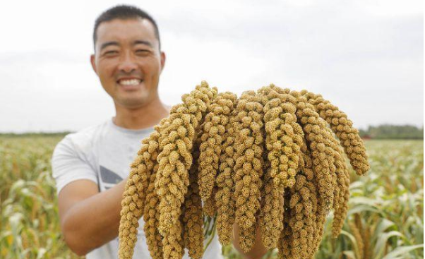 宝丰龙王沟乡谷子丰收助增收