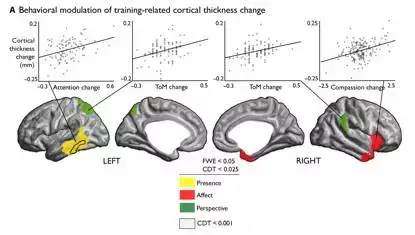 社会能力训练可以改变大脑结构