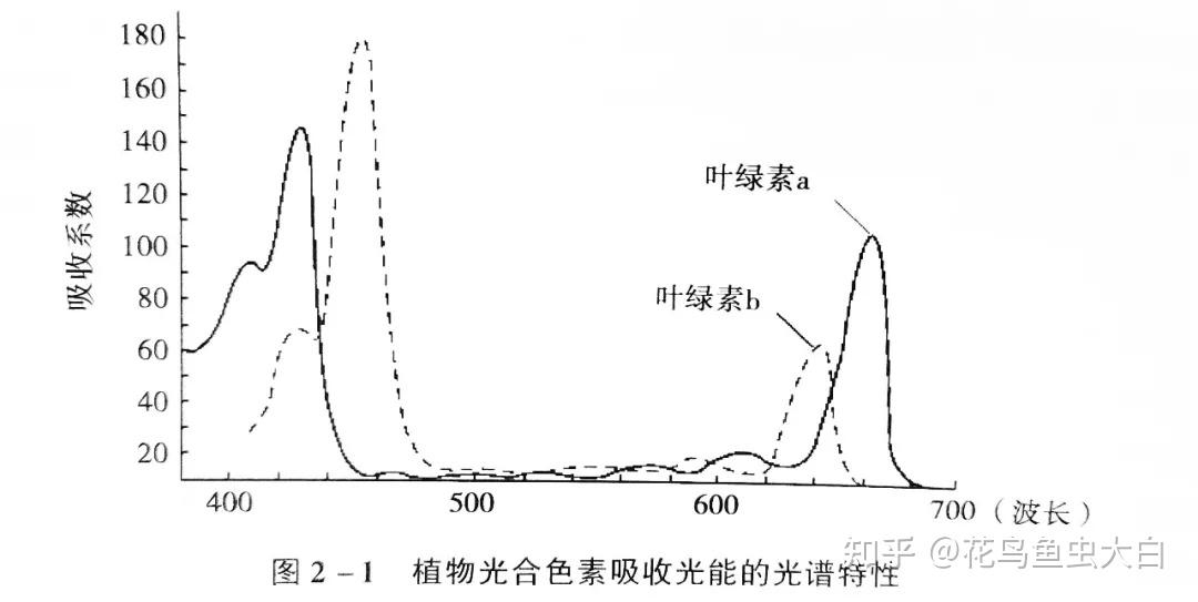 植物光合作用的概念及重要性