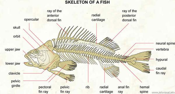 图说骨骼系统(skeletal system)·脊椎动物