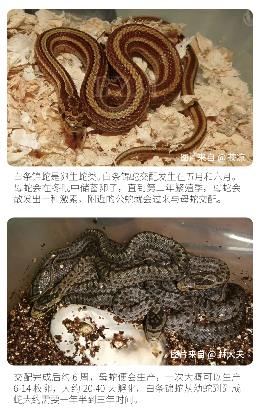 物种小谈白条锦蛇