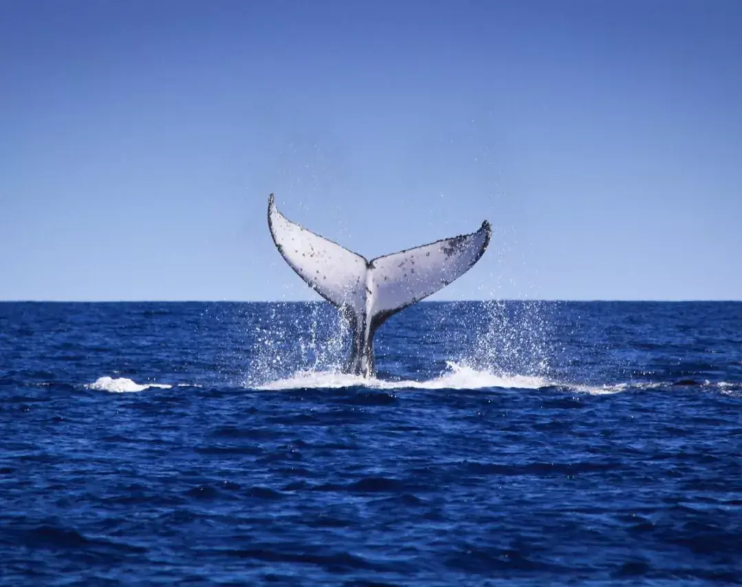 与10种大型海洋生物同潜在这个地方全能实现西澳小众旅行