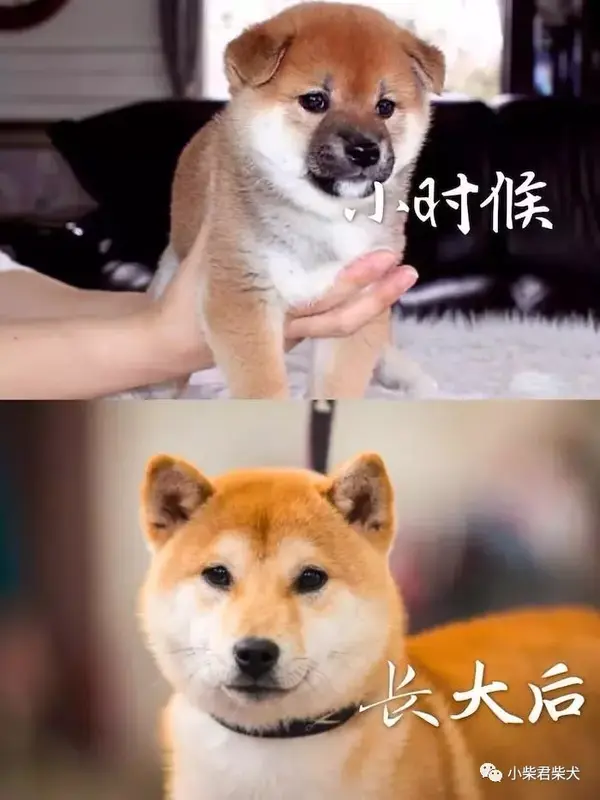 尴尬期的柴犬不要"扔",先养养再看!