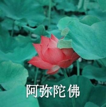 沙雕莲花表情包