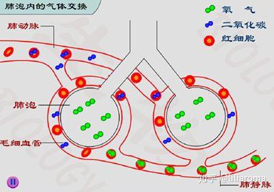 氧气是怎么进入人体细胞的