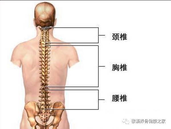 骨盆由骶骨,尾骨,髂骨,耻骨和坐骨等所构成.