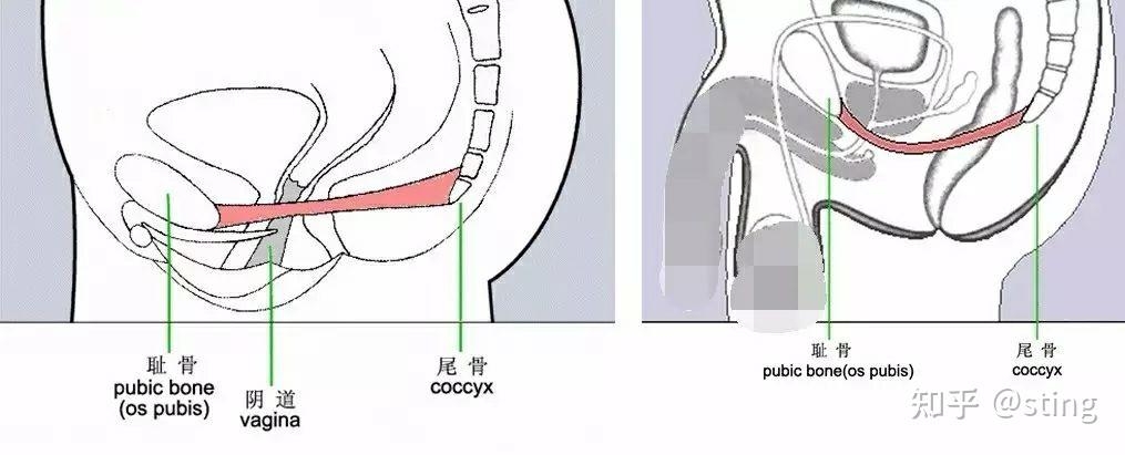 很多人以为男性女性pc肌位置不一样,其实是差不多的啦,大家来看看