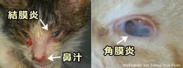 猫病毒性鼻气管炎从症状和原因到预防和治疗