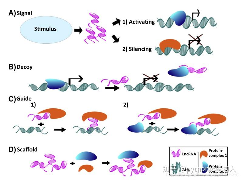 Omics精进07 转录组之mRNA miRNA lncRNA circRNA测序简介 知乎