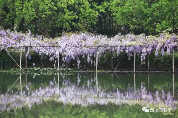 中国唯一,世界唯三的紫藤花主题公园已经到了最美的时候,现在免费入园