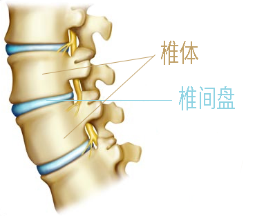 正常人体的脊柱由26块椎骨组成,脊椎骨中间有一层软垫,被称为椎间盘.
