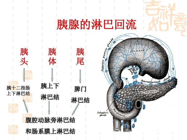 二.胰腺的组织学结构