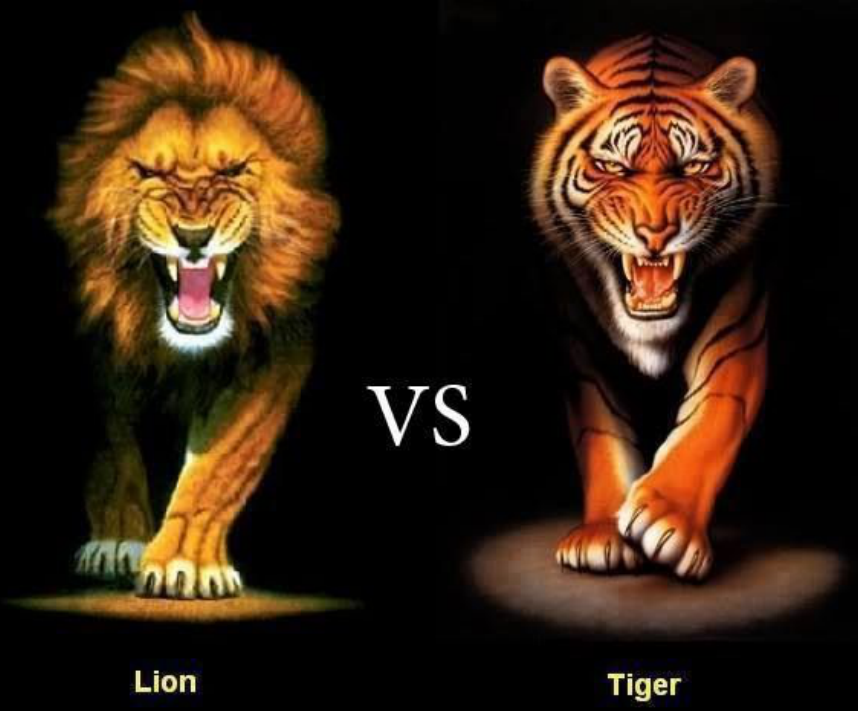 狮子vs老虎:谁才是真正的百兽之王?