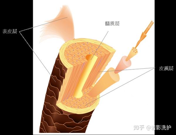 美丽秀发源自健康头皮