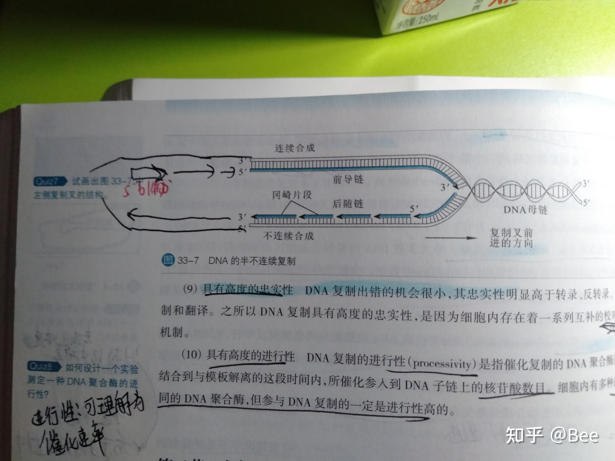 前导链的5端的rna引物在复制结束后为什么不能被dna补全导致端粒变短