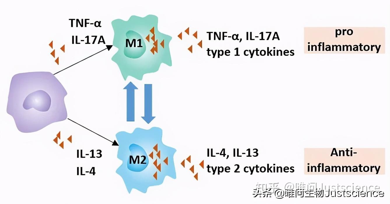 学习笔记之巨噬细胞亚型功能分析