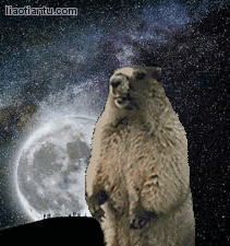 西藏小百科啊哈你最爱的表情包喜马拉雅旱獭