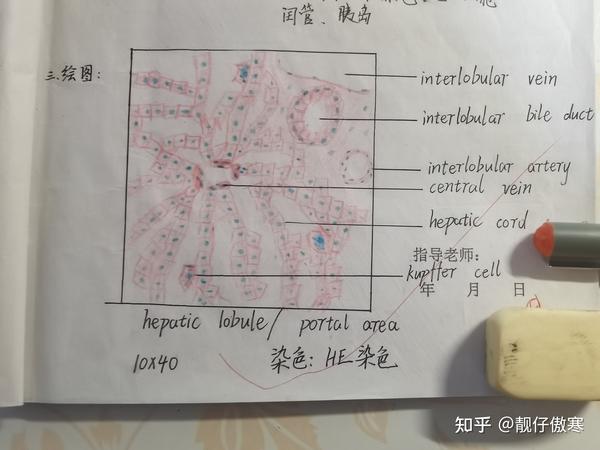 组织学与胚胎学红蓝铅笔绘图