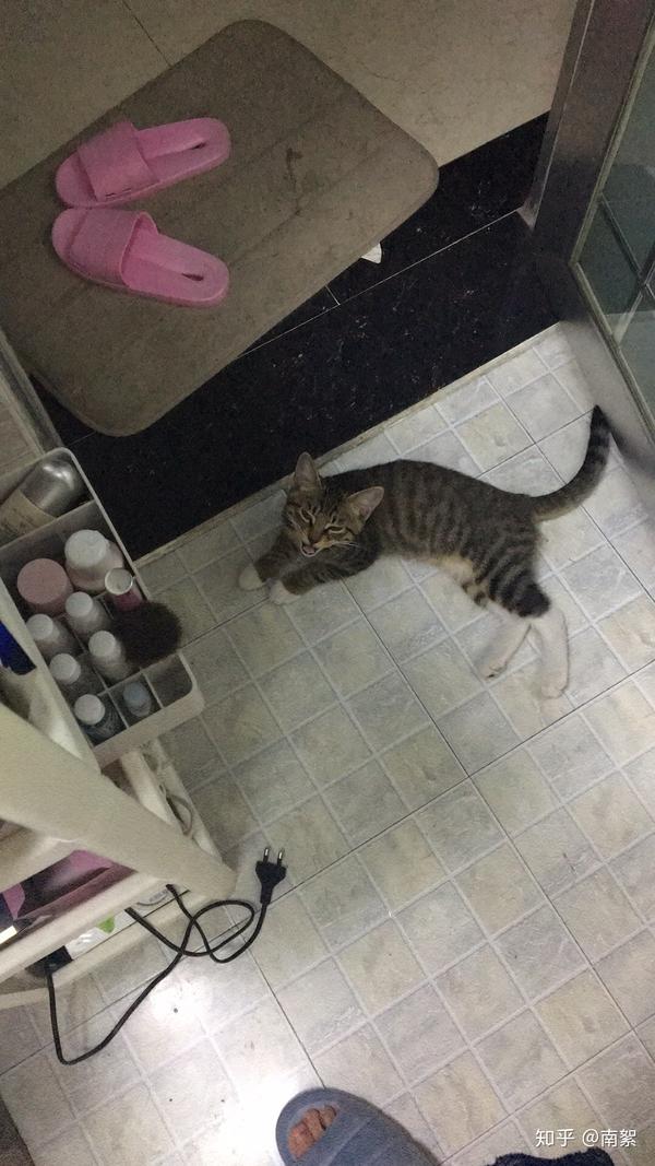 野猫幼崽家养后还有野性吗?