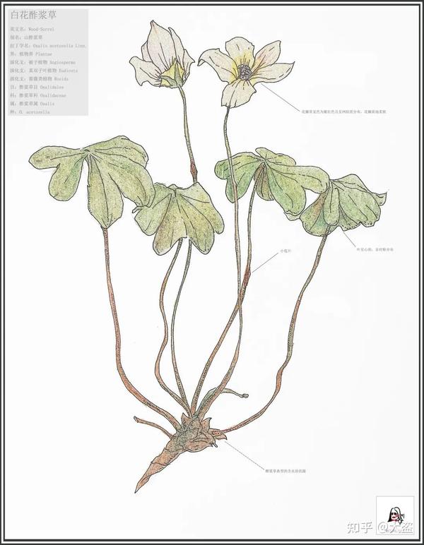 植物界 plantae     被子植物 angiosperms     真