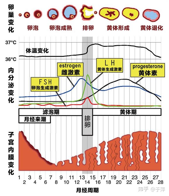 形成黄体,黄体分泌孕激素,并发挥类似排卵后黄体的一系列效应,形成