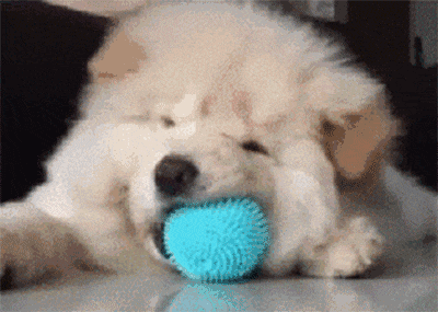 【萌犬百科】狗界行走的