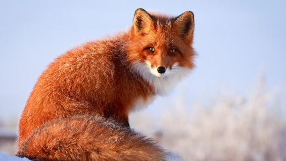 大兴安岭现罕见红狐,与人对视神情淡定