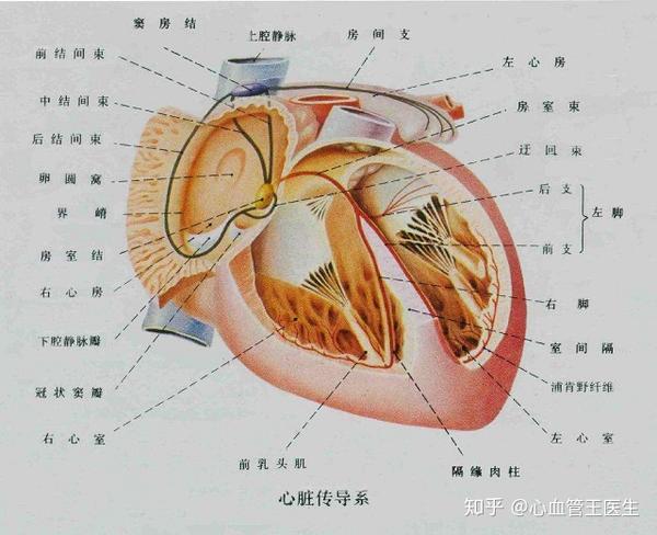 需要行心脏彩超检查,同时可以发现室壁活动情况,心肌情况,心脏功能