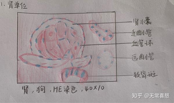 组胚红蓝绘图(居然这么快就结课了)