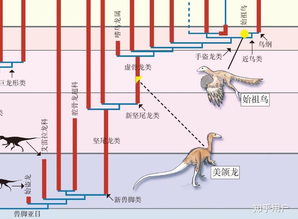 今天的鸟类是哪一支恐龙进化而来的