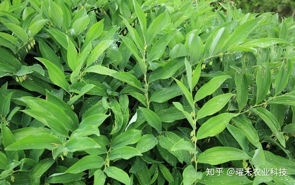 黄精的品种分类及产量提高