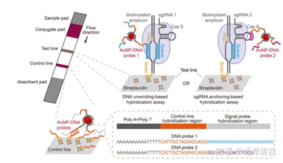 Crispr Cas