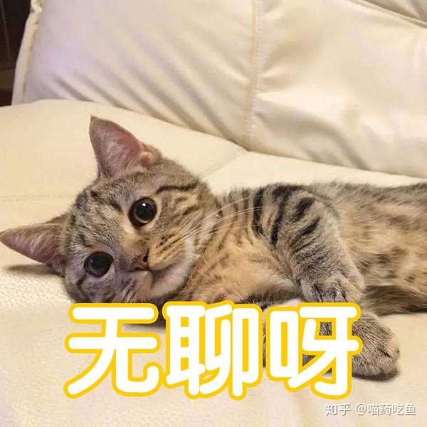 猫的无聊真的无药可救吗