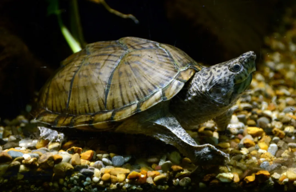 而"乌龟"的名号持有者——中华草龟,寿命也仅有30年左右.
