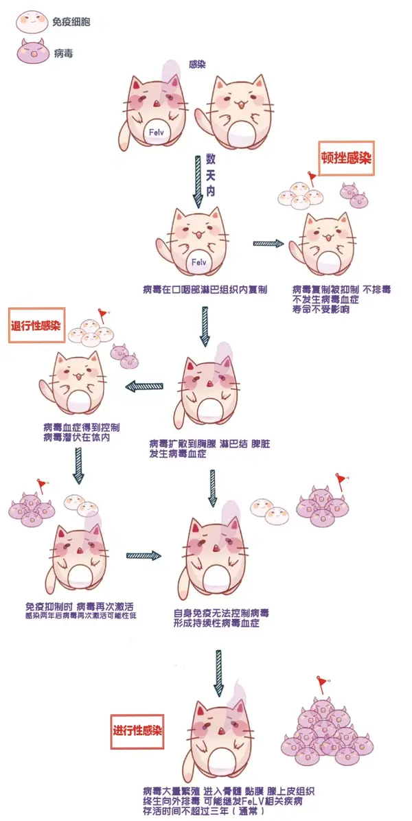 猫白血病病毒felv感染猫白血病安乐死