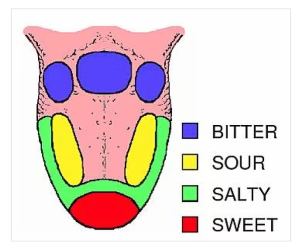 舌头感知味道有分区