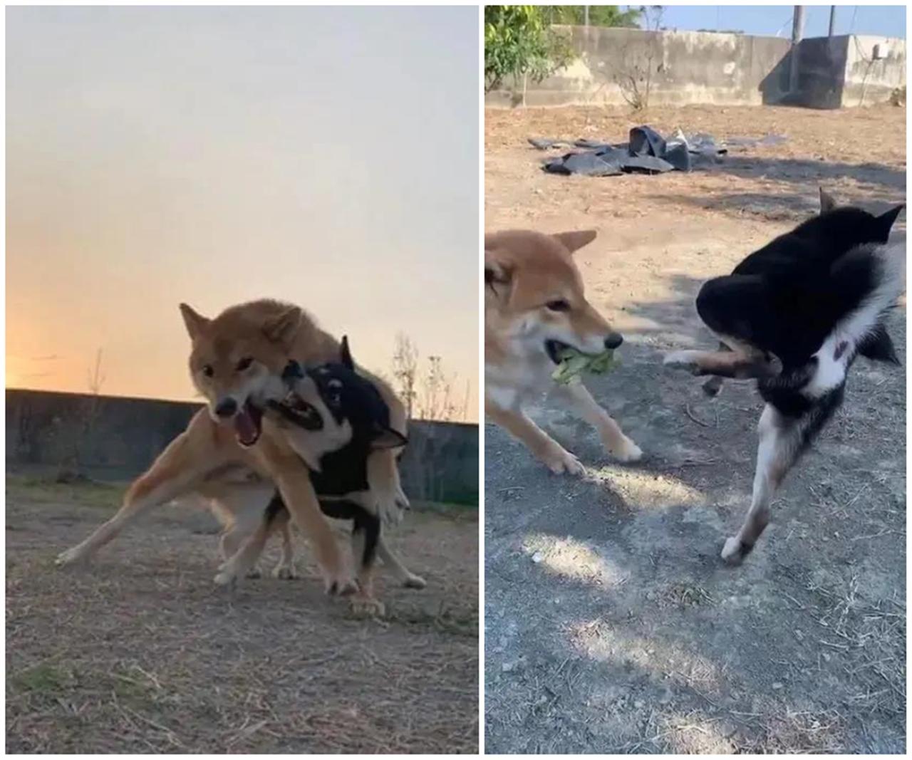 两柴犬为了一颗西兰花大打出手,抬腿的瞬间我笑喷了!毫无狗德?