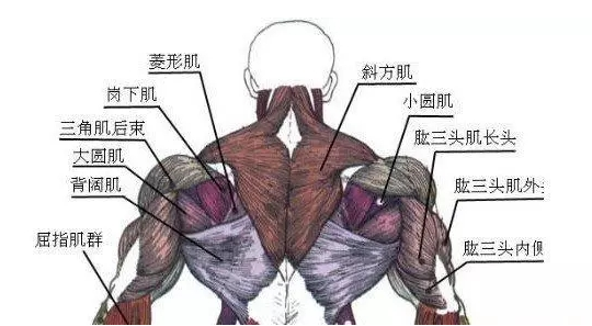 背部肌肉的六大分区