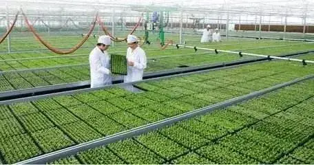 日本农业是如何玩转现代化?3点借鉴,10大玩法