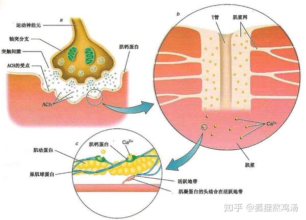 nsca1运动科学1肌肉神经和骨骼系统的结构和功能