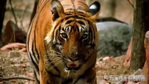 老虎纪录片断尾虎的最后旅程