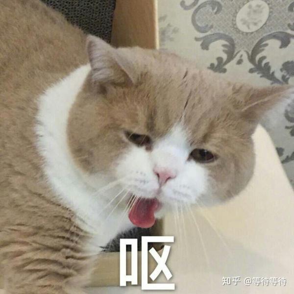 你有哪些关于猫狗的表情包?