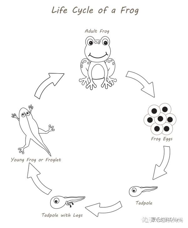 配合绘本故事《小蝌蚪找妈妈》使用效果更佳 不可错过的经典绘本《好