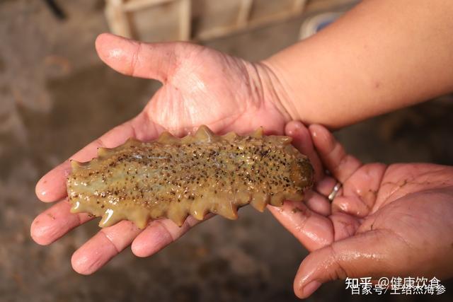 我是小兵王绍杰,上面就是如何挑选海参的几个小窍门,你学