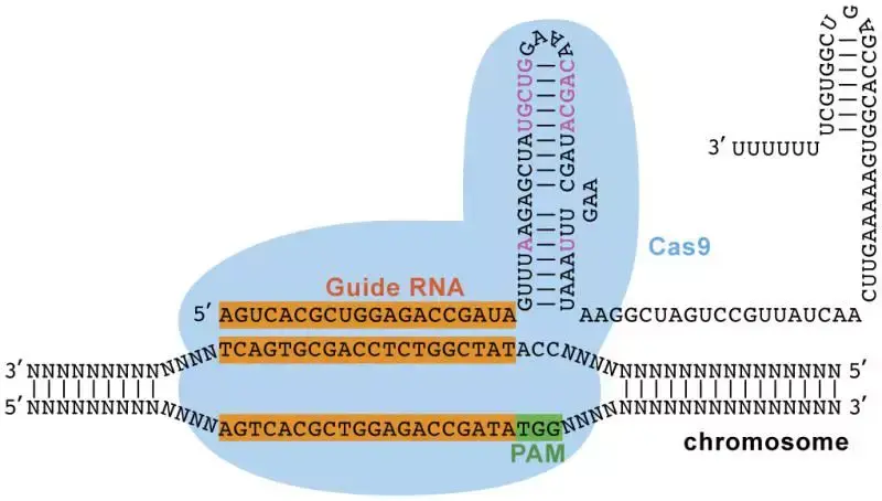 crispr-cas9系统也在不断被优化,旨在降低由于sgrna与非靶向序列局部