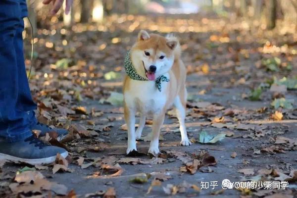 柴犬到底是什么性格为什么那么多人喜欢