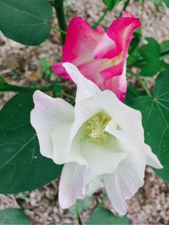 "你见过棉花开花吗?"