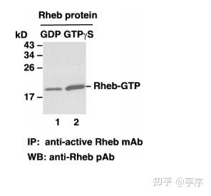 Gtp Rheb